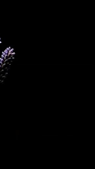 TikTok video thumbnail by 13.leysm