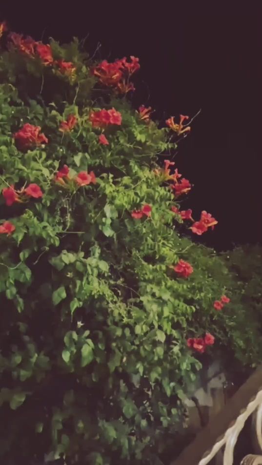 TikTok video thumbnail by leil_w_hake