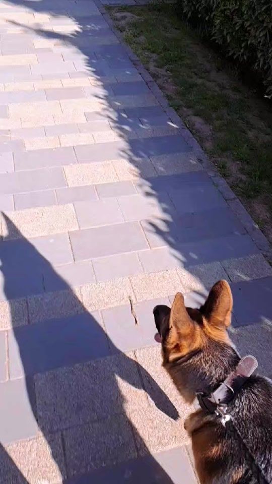 TikTok video thumbnail by pohovanaprepelica