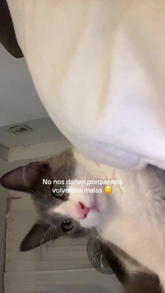 TikTok video thumbnail by katherinhcc
