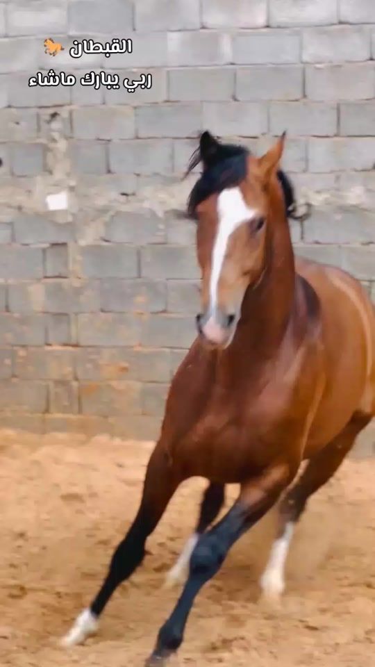 TikTok video thumbnail by emhimdalbahry