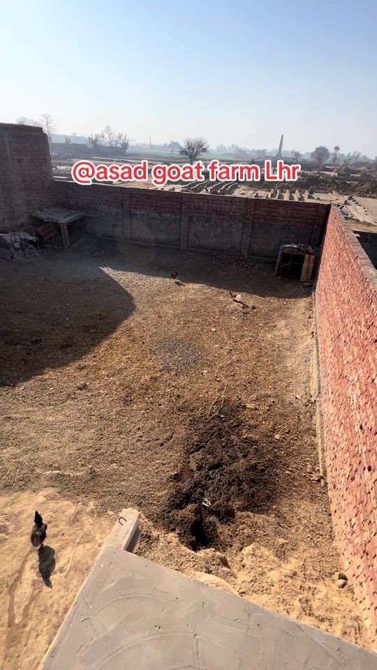 TikTok video thumbnail by asad.goat.farm.lhr