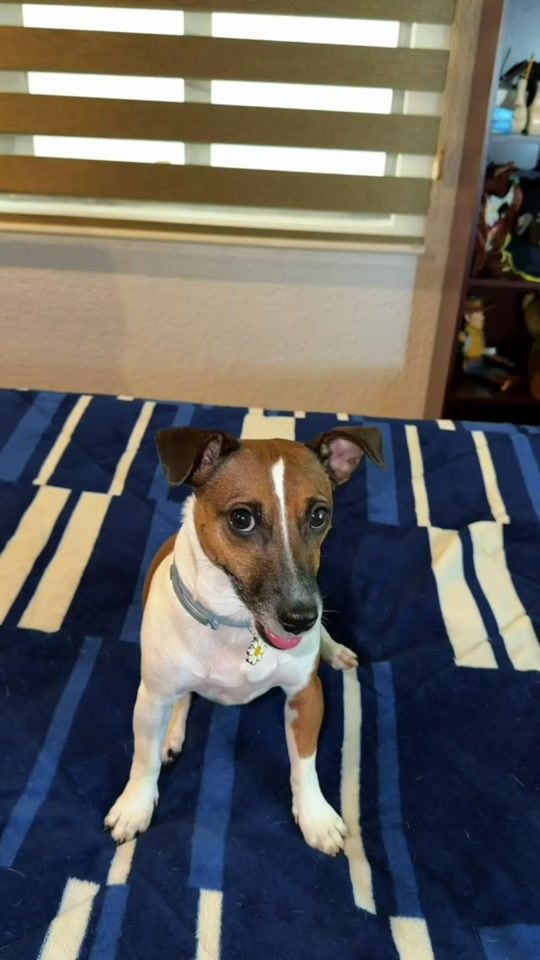 TikTok video thumbnail by fiamma..jackrussell