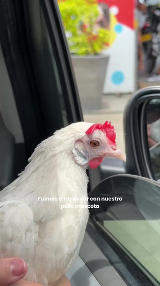 TikTok video thumbnail by pelusaelpollo