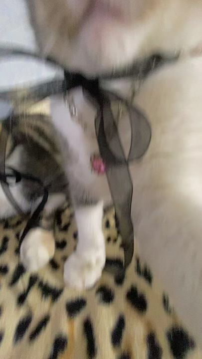 TikTok video thumbnail by chloenfreya