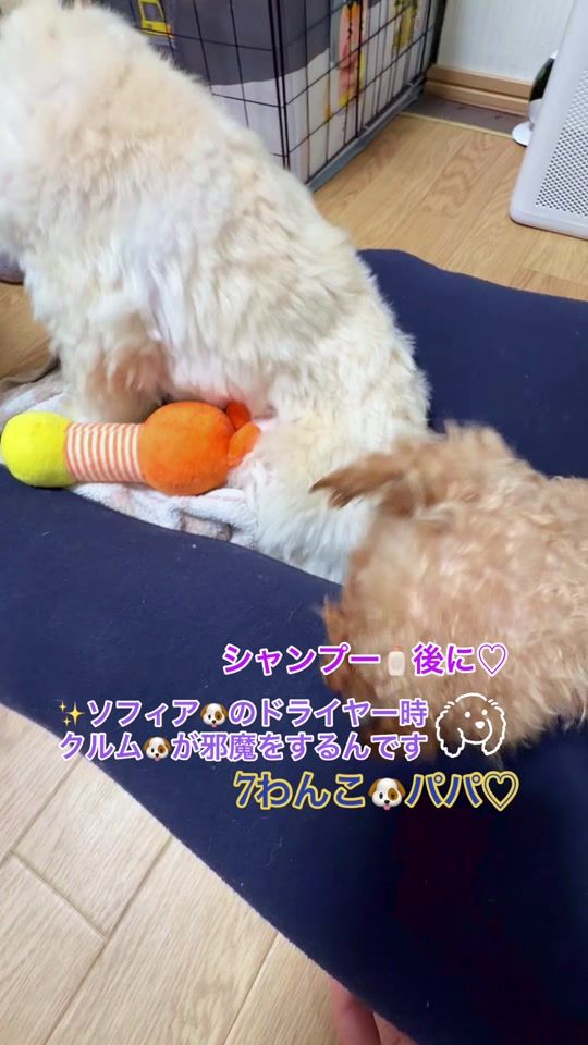 TikTok video thumbnail by masao0704