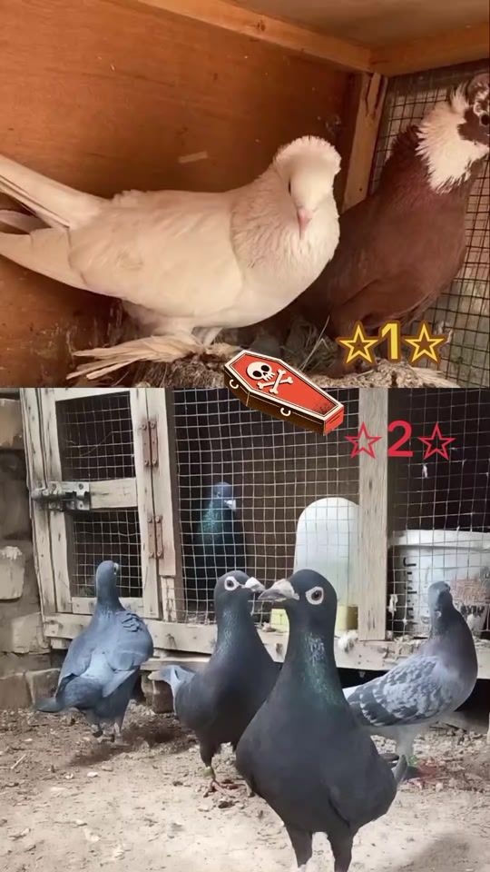 TikTok video thumbnail by 10.rsk