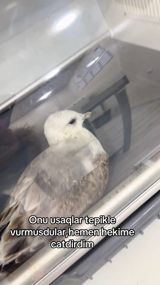 TikTok video thumbnail by sheisprivate51