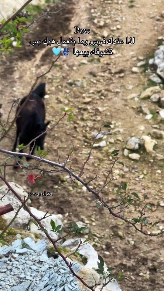 TikTok video thumbnail by rawansh82
