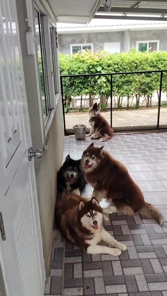 TikTok video thumbnail by sunpetchchingso