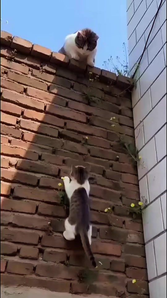 TikTok video thumbnail by cina2.2.2.2