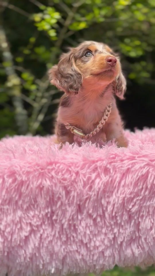 TikTok video thumbnail by mascotasmedellin2026
