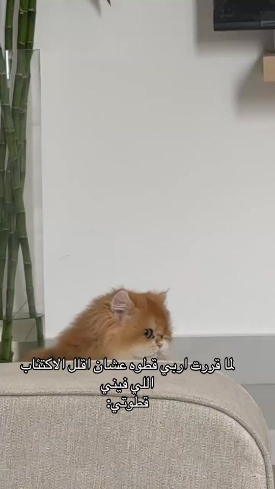 TikTok video thumbnail by angel.lawrence_