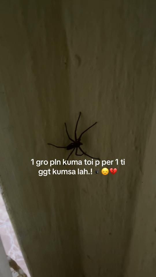 TikTok video thumbnail by zy_king20