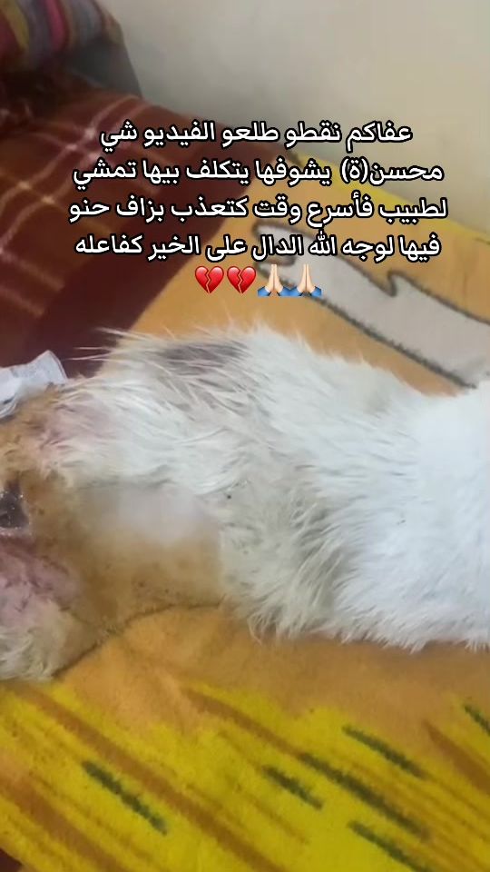 TikTok video thumbnail by soukicat54
