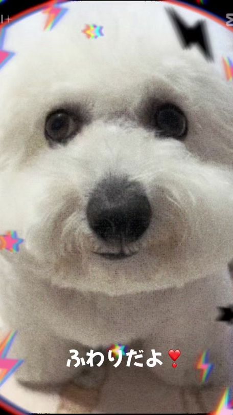 TikTok video thumbnail by bichon_frise_0320_0206