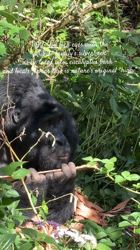 TikTok video thumbnail by exploringafricasafaris