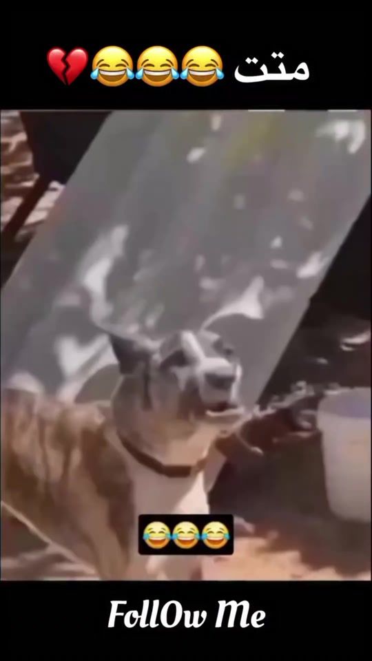 TikTok video thumbnail by sjoseleandro435