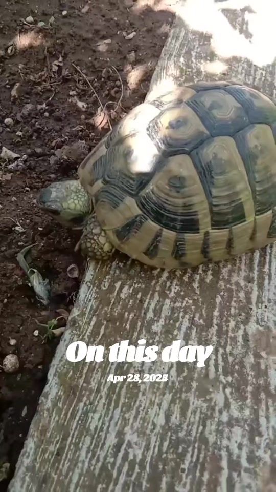 TikTok video thumbnail by pratimarai2527