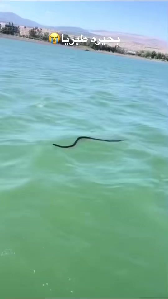 TikTok video thumbnail by ..skipper
