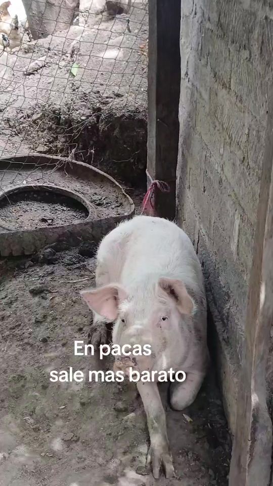 TikTok video thumbnail by santoigf1112