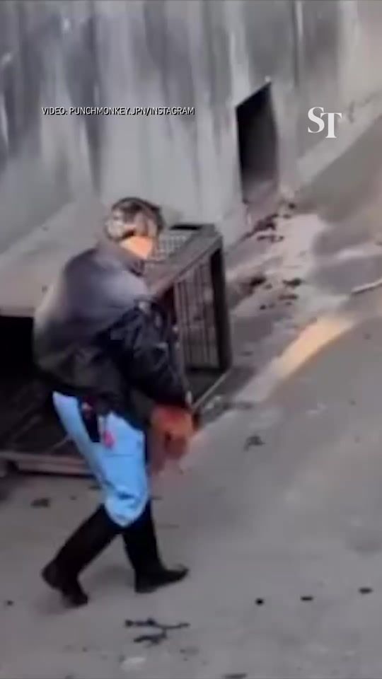 TikTok video thumbnail by straitstimes