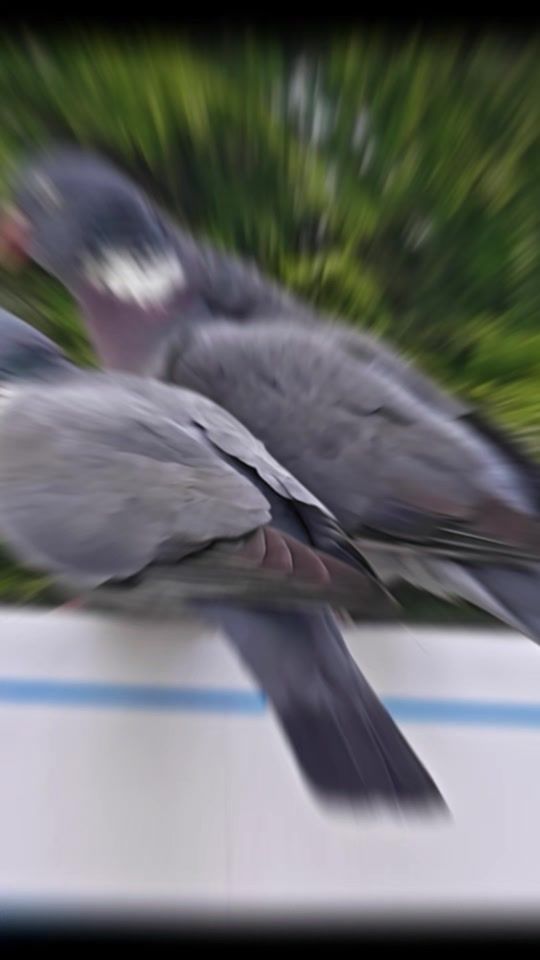 TikTok video thumbnail by markokamenovic5