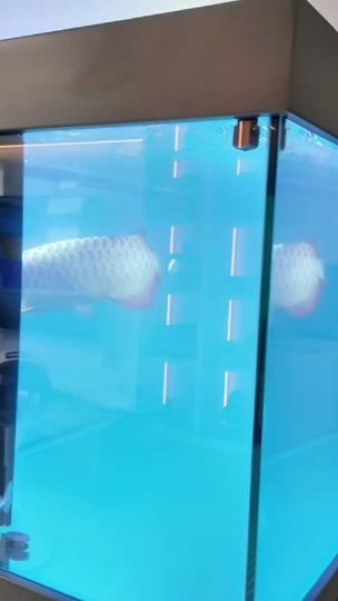 TikTok video thumbnail by zyfishtanks