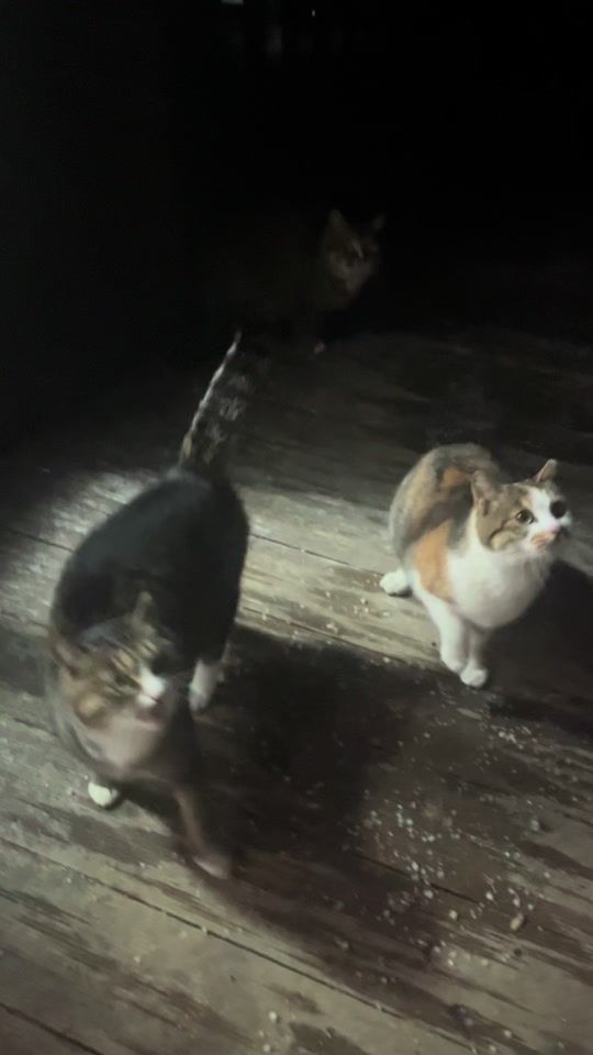 TikTok video thumbnail by mz_ech