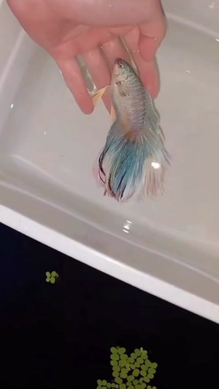 TikTok video thumbnail by anjelisjimenez