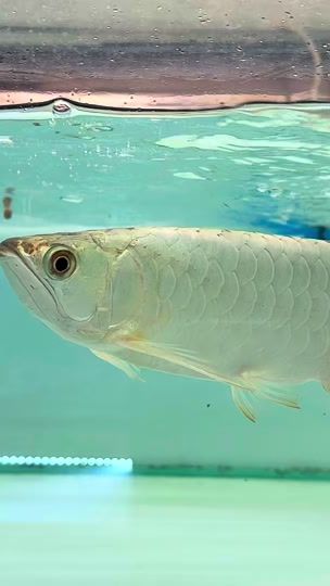 TikTok video thumbnail by dynasty_aquarium