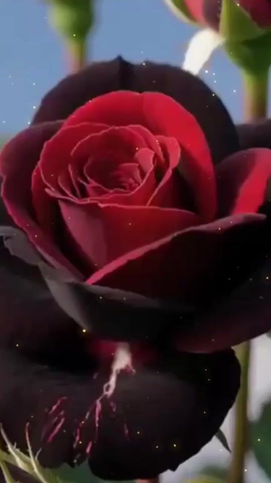 TikTok video thumbnail by rosearmini8