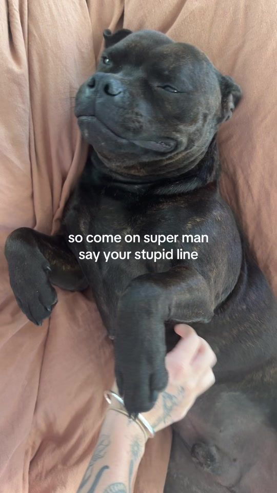 TikTok video thumbnail by bugzythestaffy