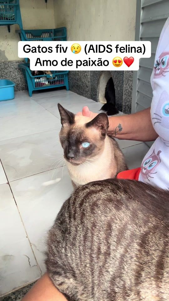 TikTok video thumbnail by silvinhagateira