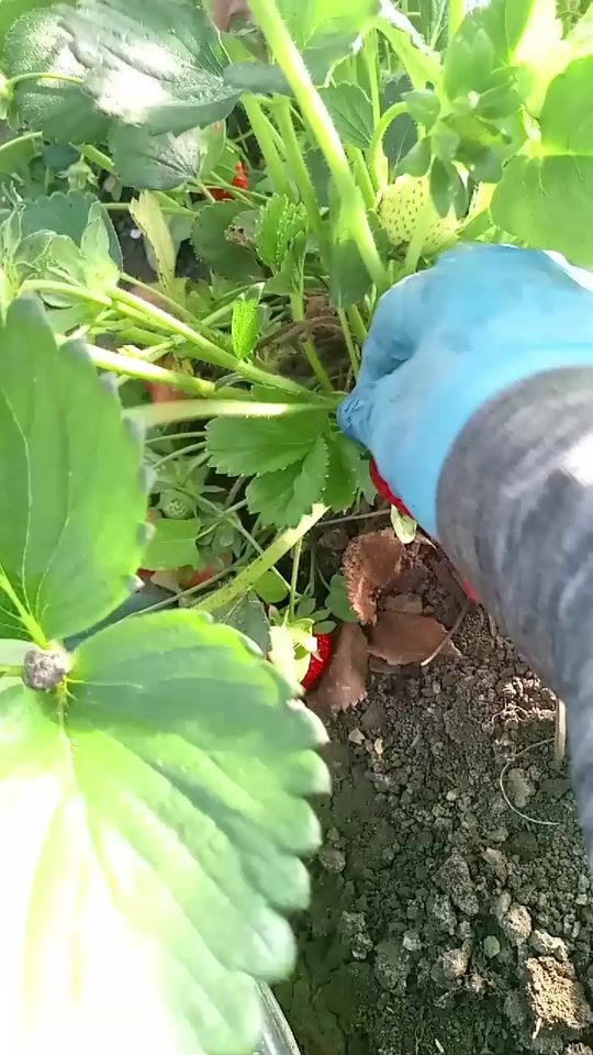 TikTok video thumbnail by lusine8787
