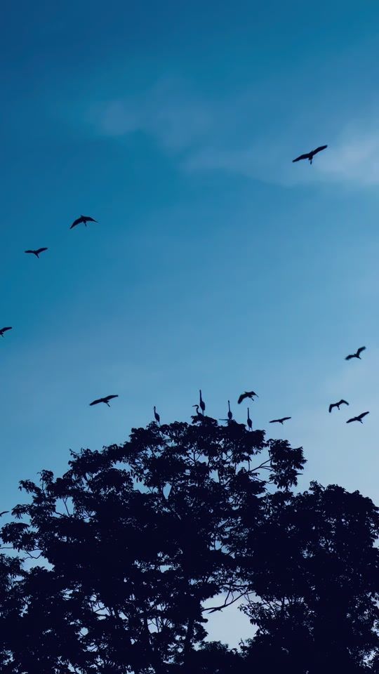 TikTok video thumbnail by f.h.rafi