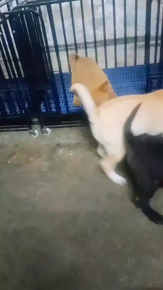 TikTok video thumbnail by dongquew