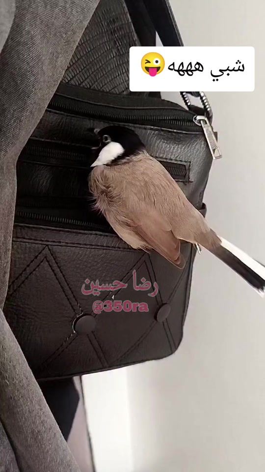 TikTok video thumbnail by 350ra