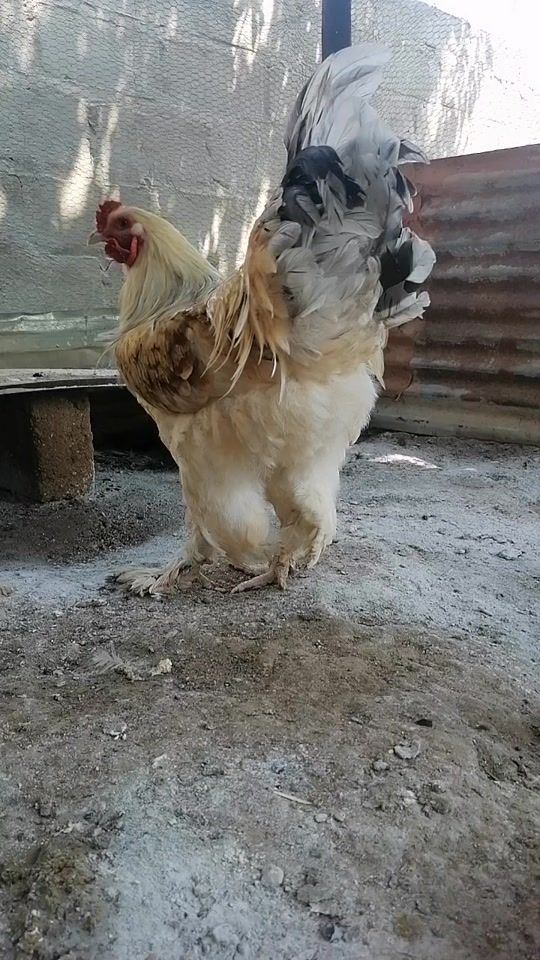 TikTok video thumbnail by akowamorui