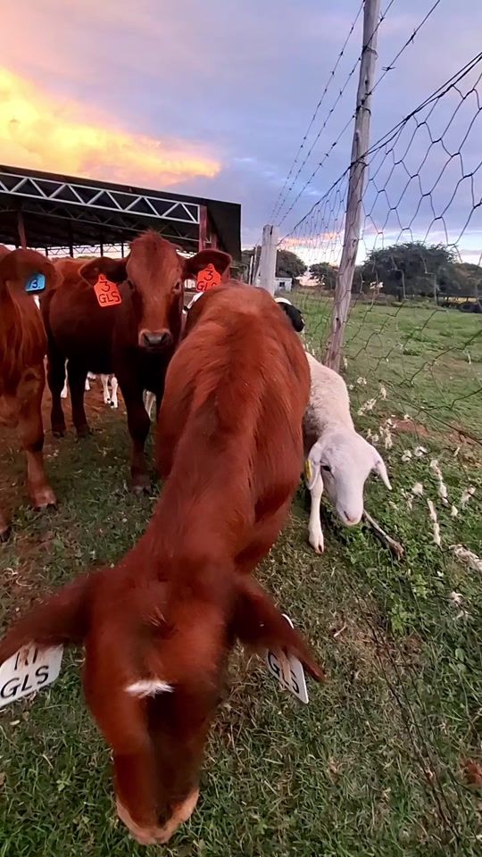 TikTok video thumbnail by beesstrydom3
