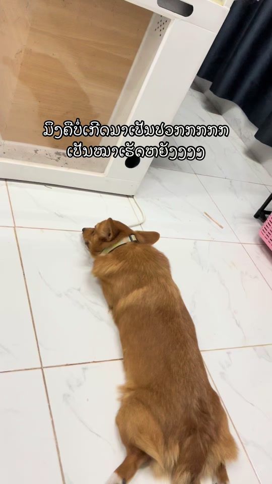 TikTok video thumbnail by assointhasone