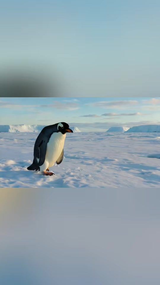 TikTok video thumbnail by worldwidecapcut_