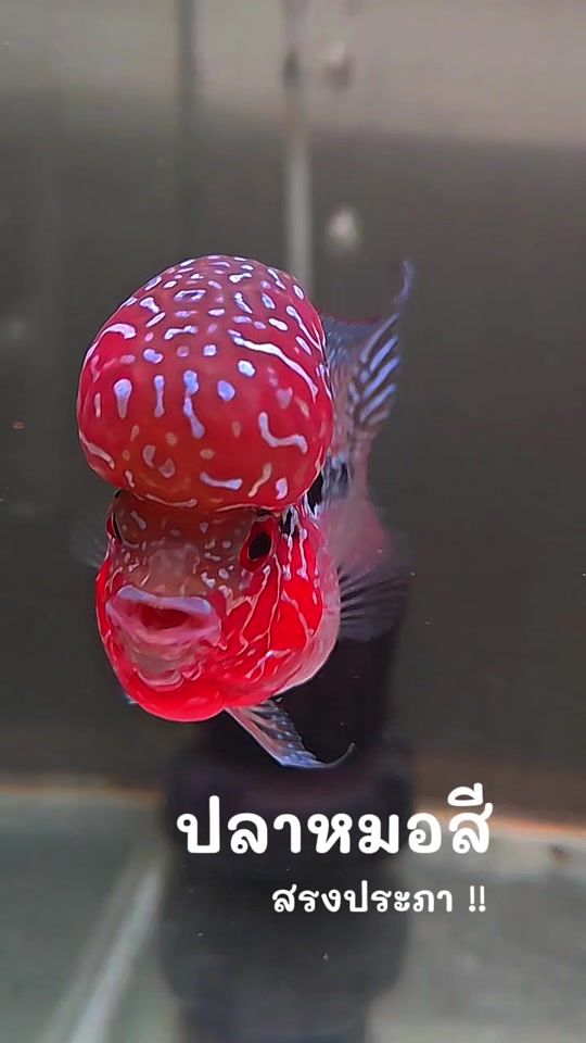 TikTok video thumbnail by patcha89.88