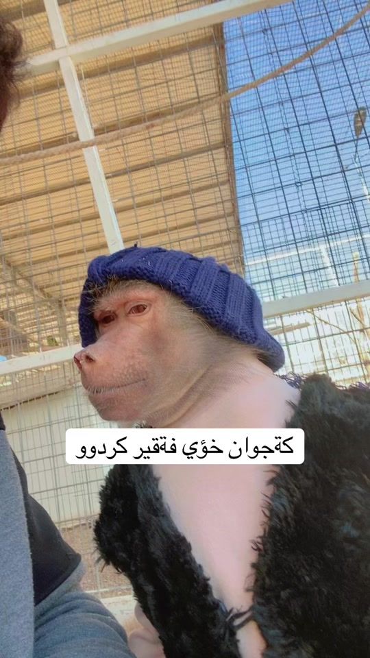 TikTok video thumbnail by shex_bako13