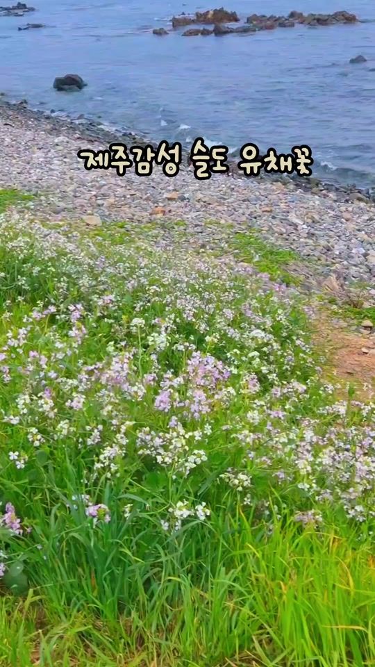 TikTok video thumbnail by muju803pjo
