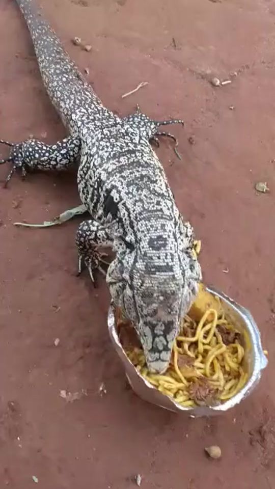 TikTok video thumbnail by alfredoaquino845