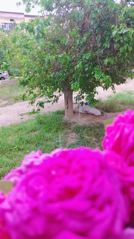 TikTok video thumbnail by .qora_gul2