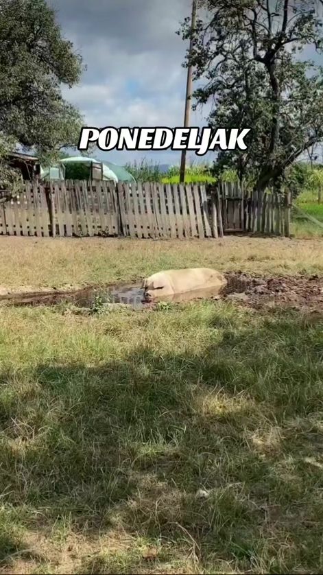 TikTok video thumbnail by masonerijateska