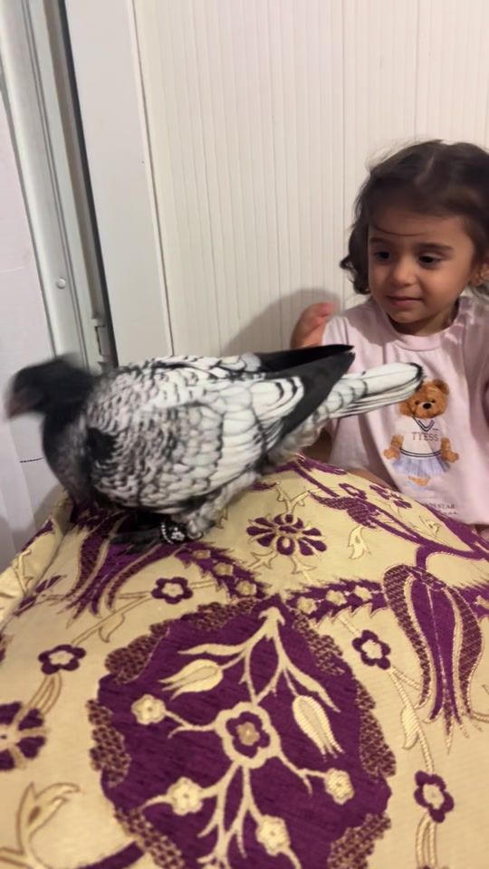 TikTok video thumbnail by pusatcan4734