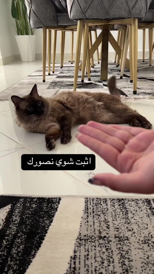 TikTok video thumbnail by ranatouch1